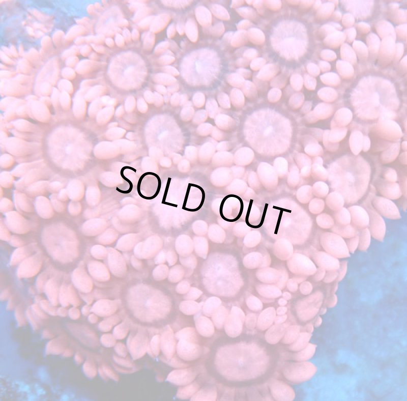 画像2: ハナガササンゴ  (2)