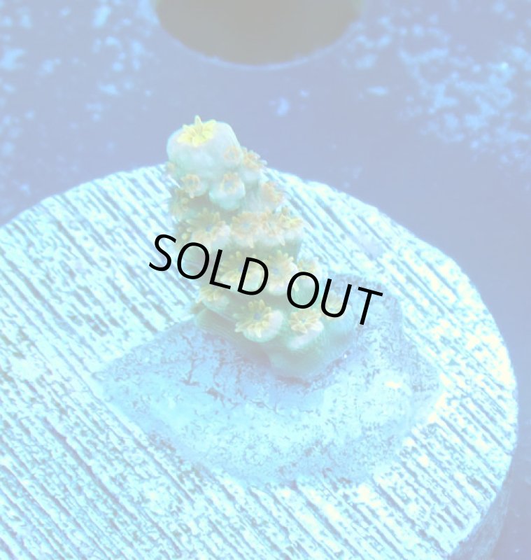 画像2: CE  Acro Walt Disney (2)