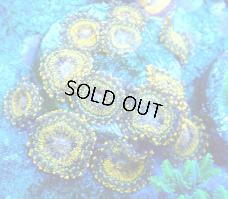 画像1: CE Zoa Gold Moul (1)