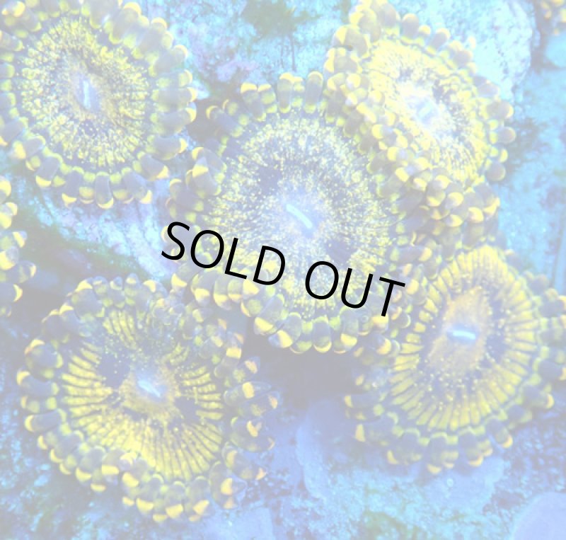 画像2: CE Zoa Gold Moul (2)