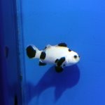 画像1: ブラックストーム (1)