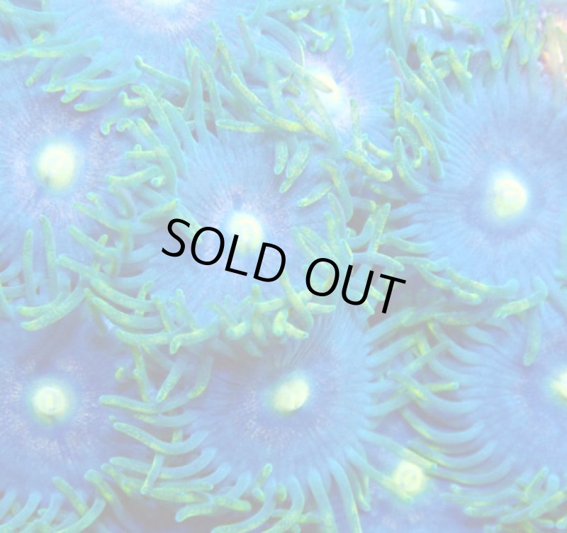 画像2: CE Zoa Sun and Moon (2)