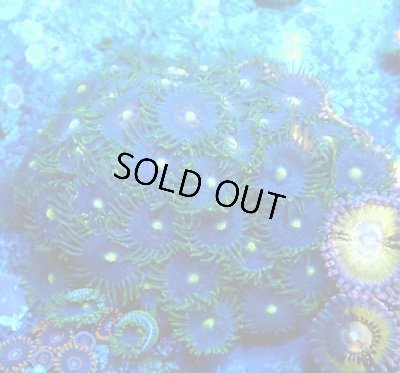 画像1: CE Zoa Sun and Moon (1)