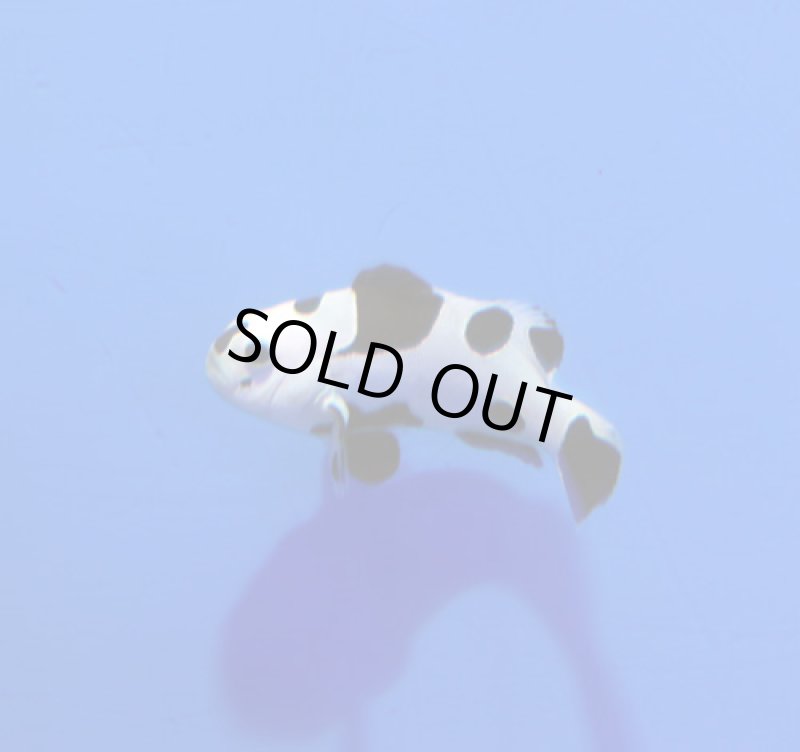 画像2: ブラックストーム (2)