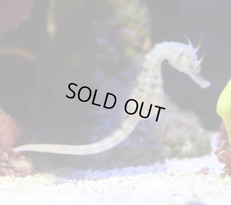 画像2: ポットベリーシーホース　ペア (2)