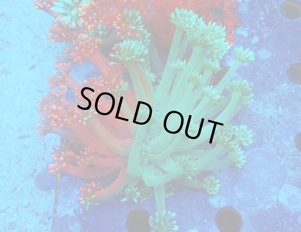 ハナガササンゴ - AQUATIMES AIR