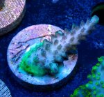 画像1: CE  Acro Purple Polyp Thing (1)