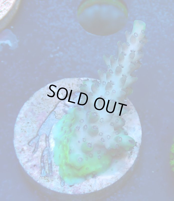 画像2: CE  Acro Purple Polyp Thing (2)