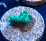 画像1: CE  Acro Pearl Ghost (1)