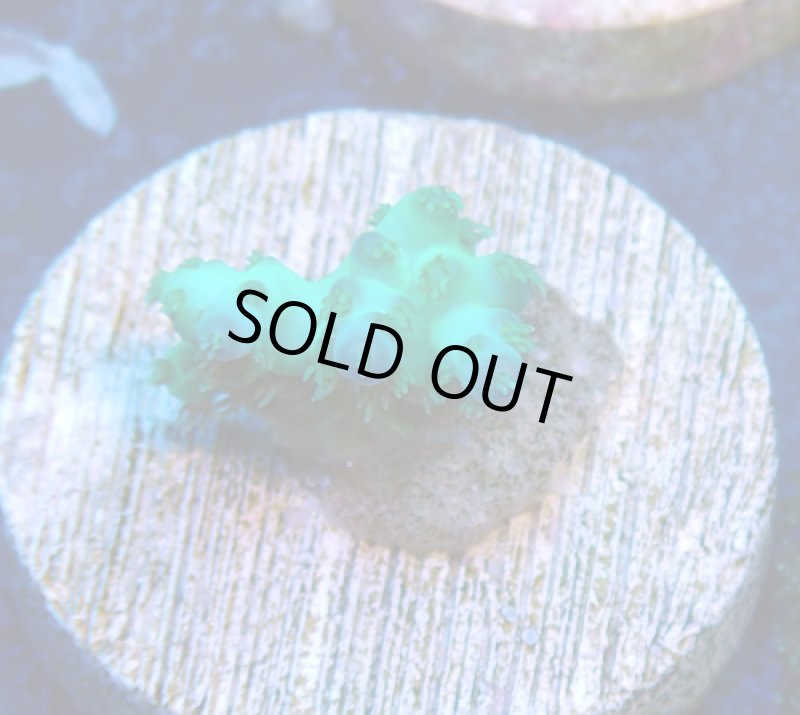 画像1: CE  Acro Pearl Ghost (1)