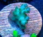 画像2: CE  Acro Pearl Ghost (2)