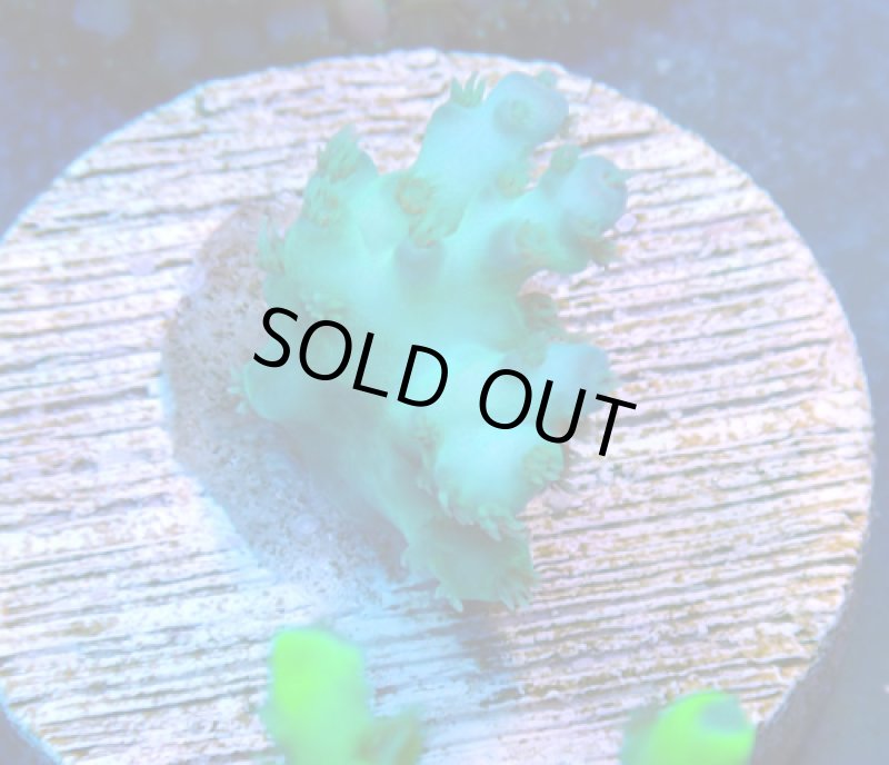 画像2: CE  Acro Pearl Ghost (2)