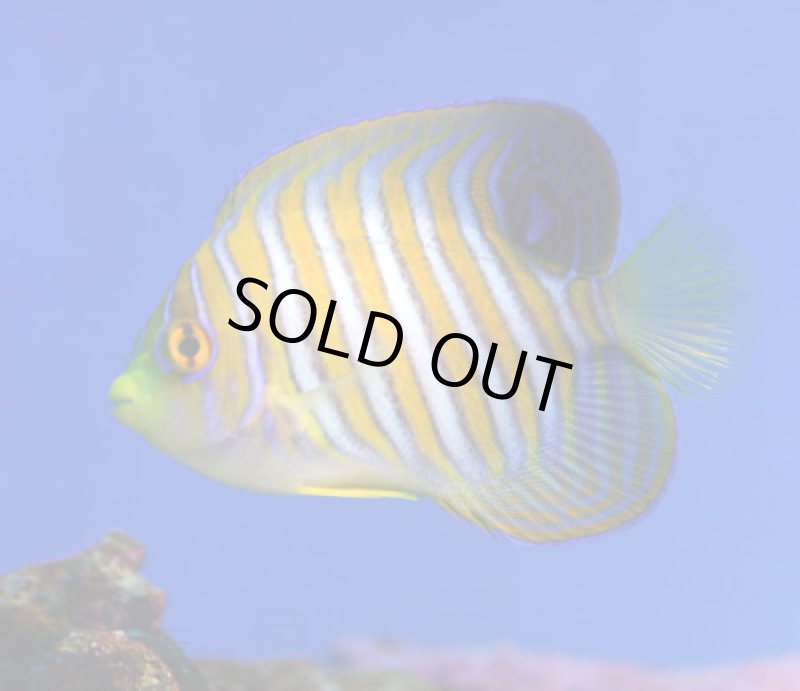 画像2: ニシキヤッコ (2)