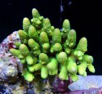 画像1: Acropora (1)