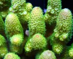 画像2: Acropora (2)