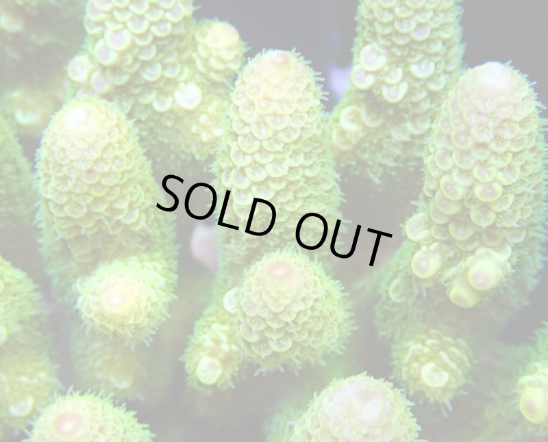 画像2: Acropora (2)