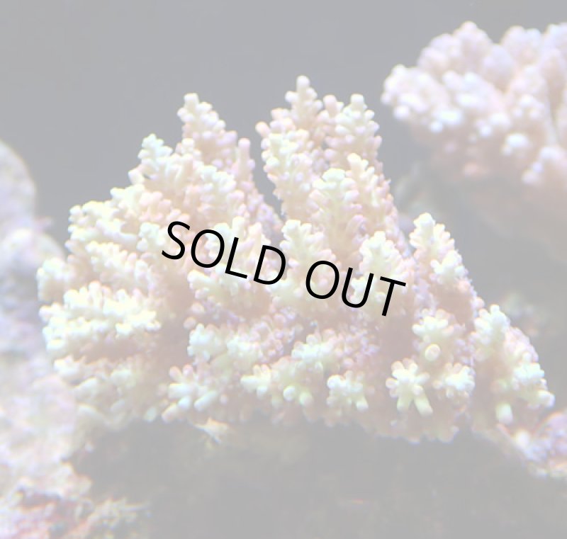 画像1: Acropora (1)