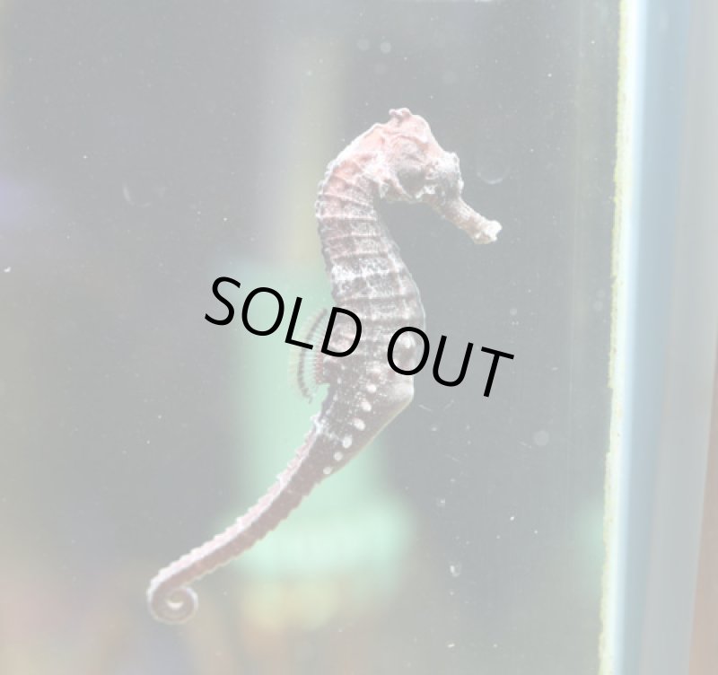 画像2: カリビアンシーホース　ペア (2)