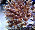 画像2: Acropora (2)