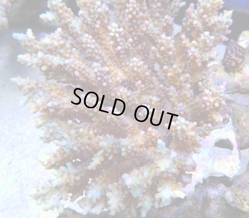 画像2: Acropora (2)