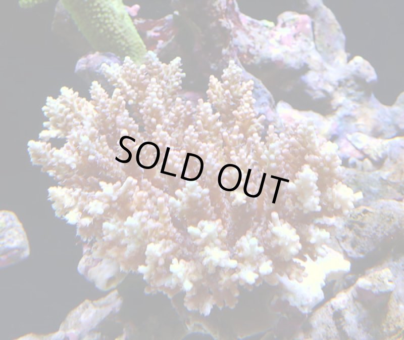 画像1: Acropora (1)