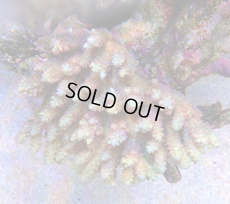 画像2: Acropora (2)