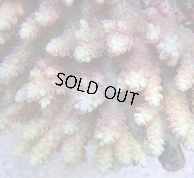画像3: Acropora (3)