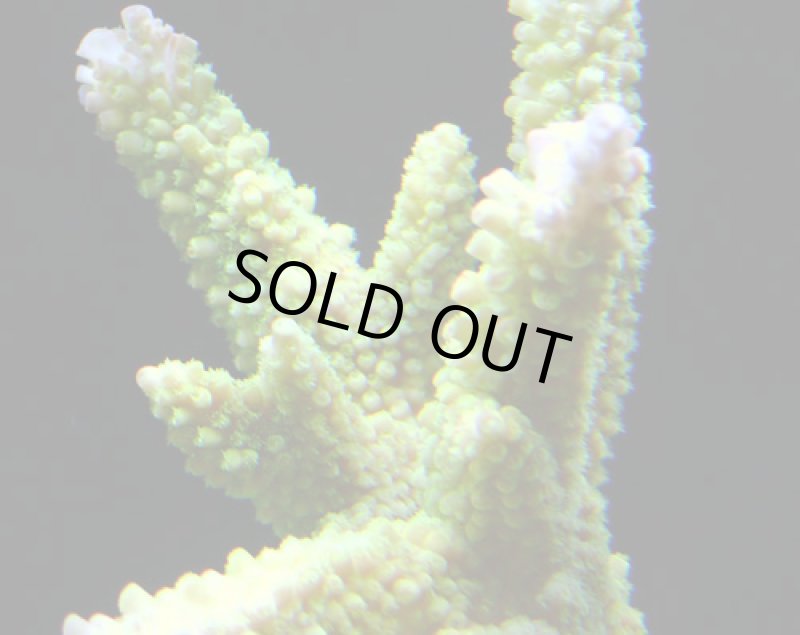 画像2: Acropora (2)