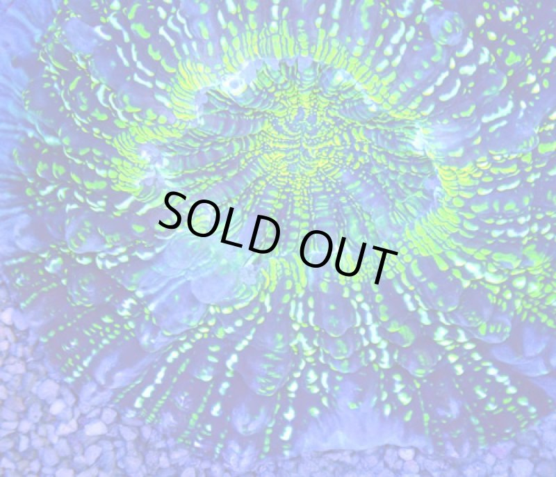 画像2: アザミハナガタサンゴ (2)