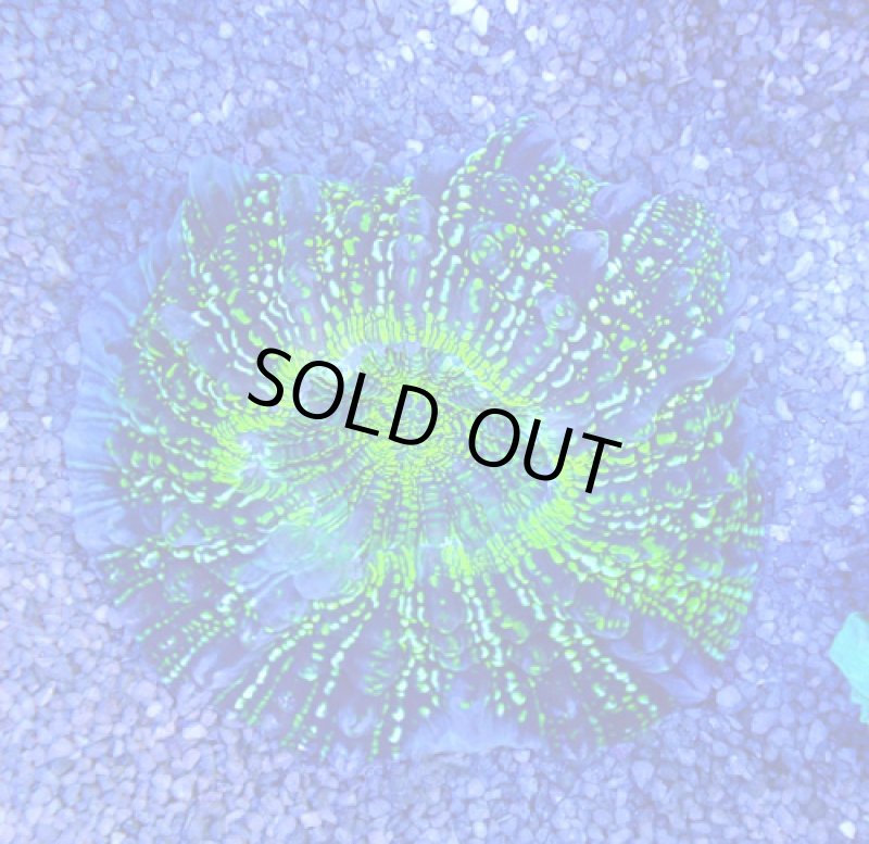 画像3: アザミハナガタサンゴ (3)