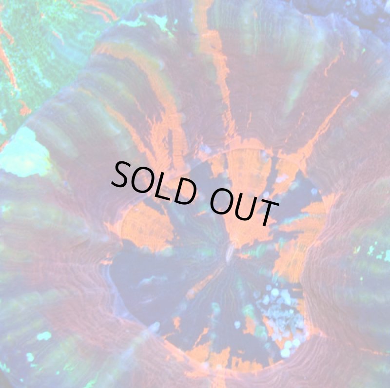 画像2: スコリミア (2)