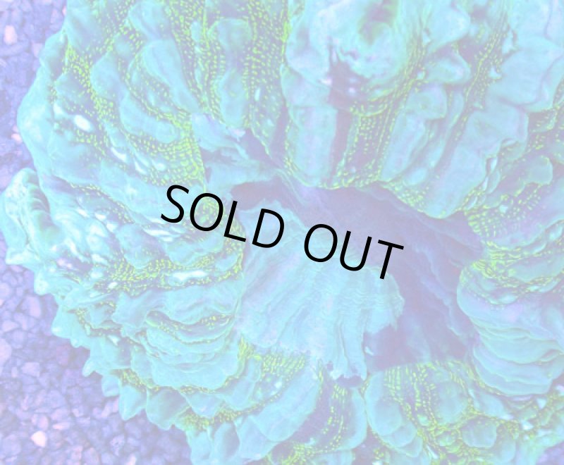 画像2: アザミハナガタサンゴ (2)