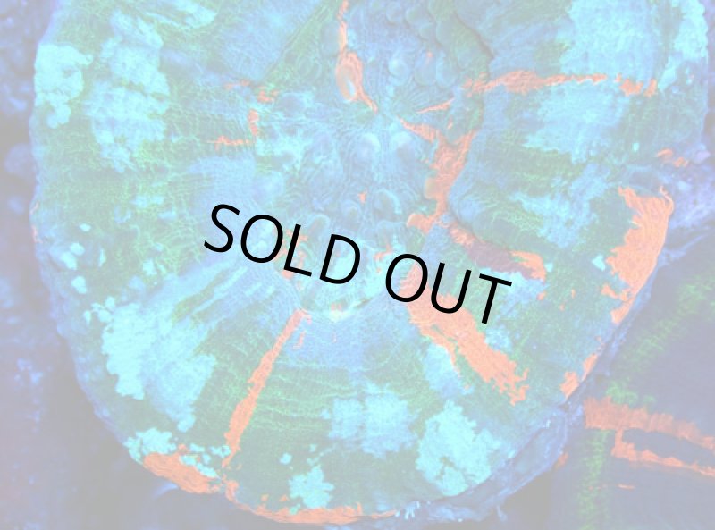 画像2: スコリミア (2)