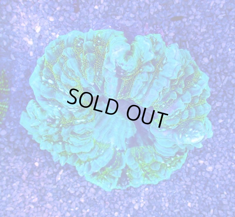 画像3: アザミハナガタサンゴ (3)