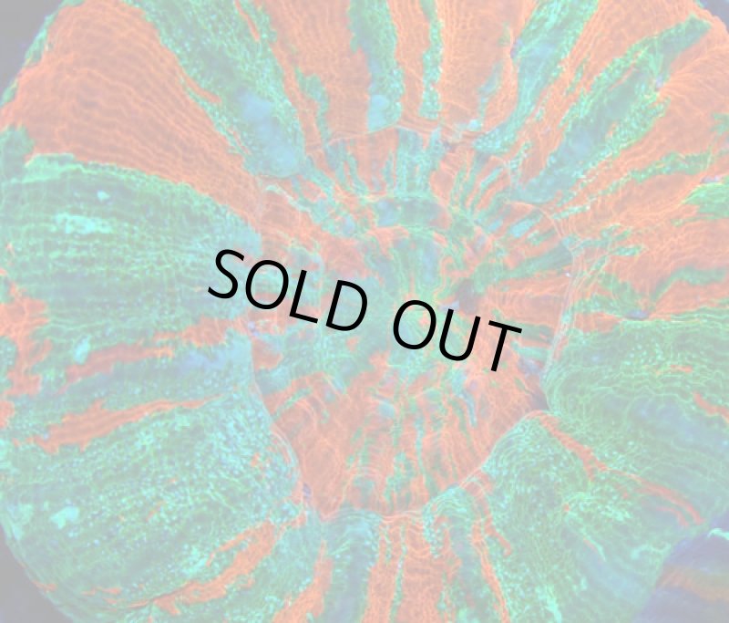 画像2: スコリミア (2)