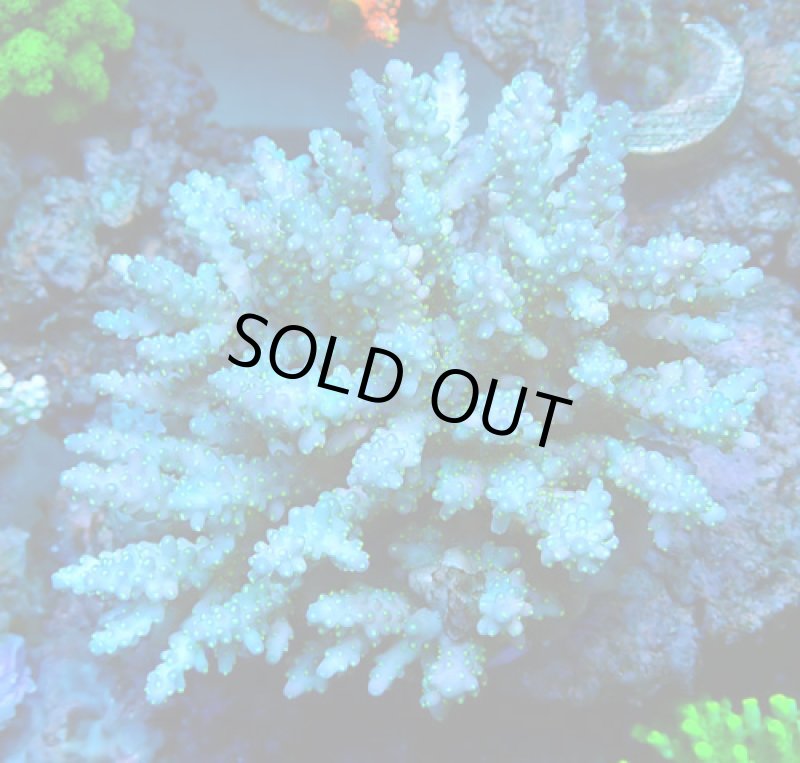 画像1: Acropora (1)