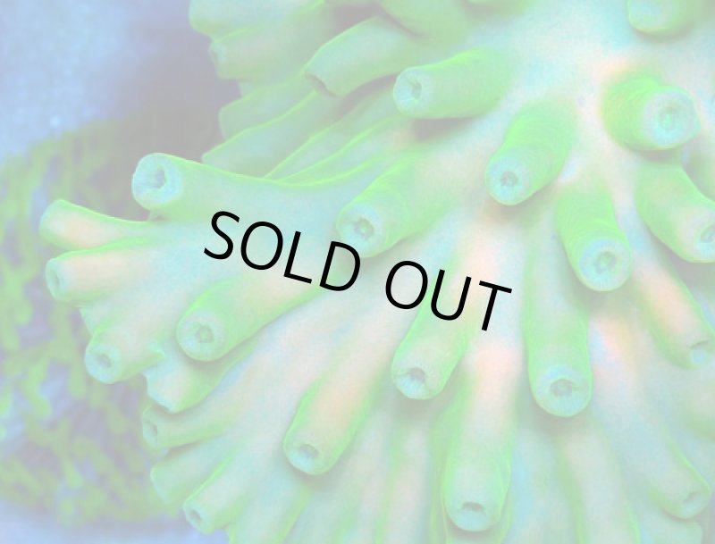 画像2: Turbinaria　Hero (2)