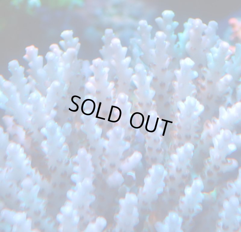 画像2: Acropora (2)
