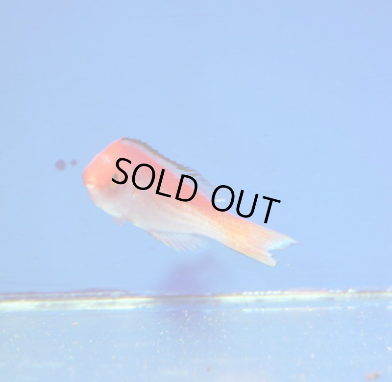 画像2: マジョリーズフェアリーラス (2)