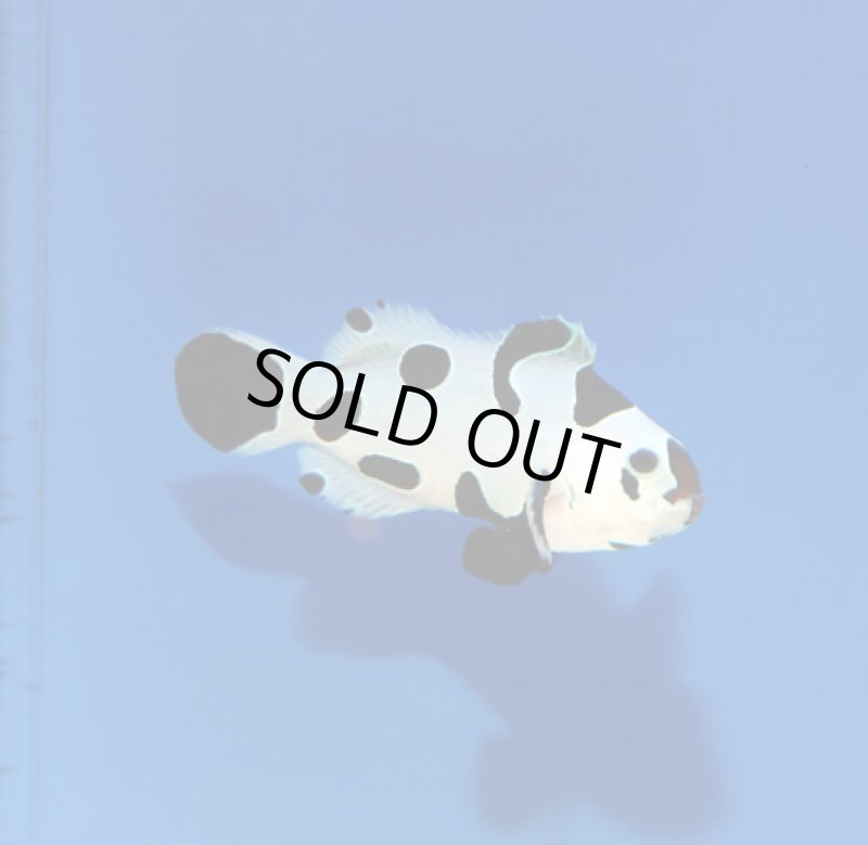 画像2: ブラックストーム (2)