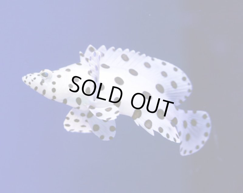 画像2: サラサハタ (2)