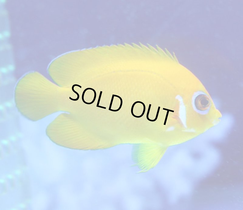 画像2: レモンピール (2)