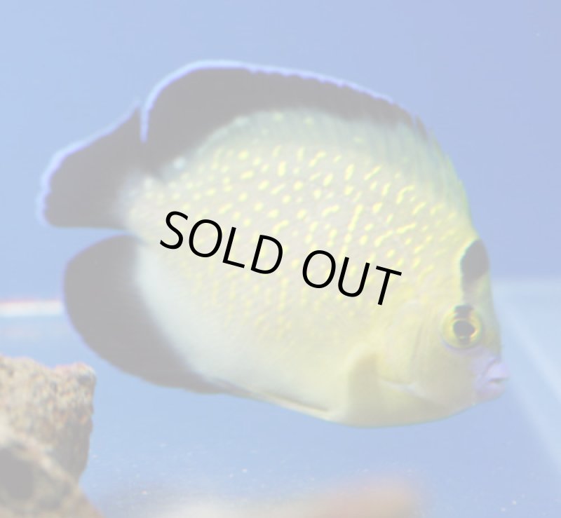 画像2: ゴールドフレーク (2)