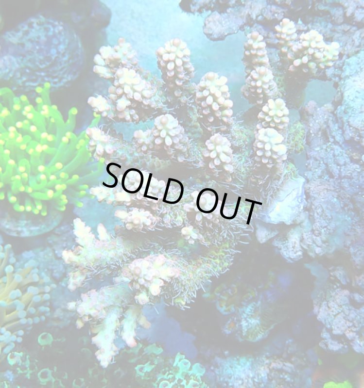 画像1: Acropora (1)