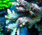 画像2: Acropora (2)