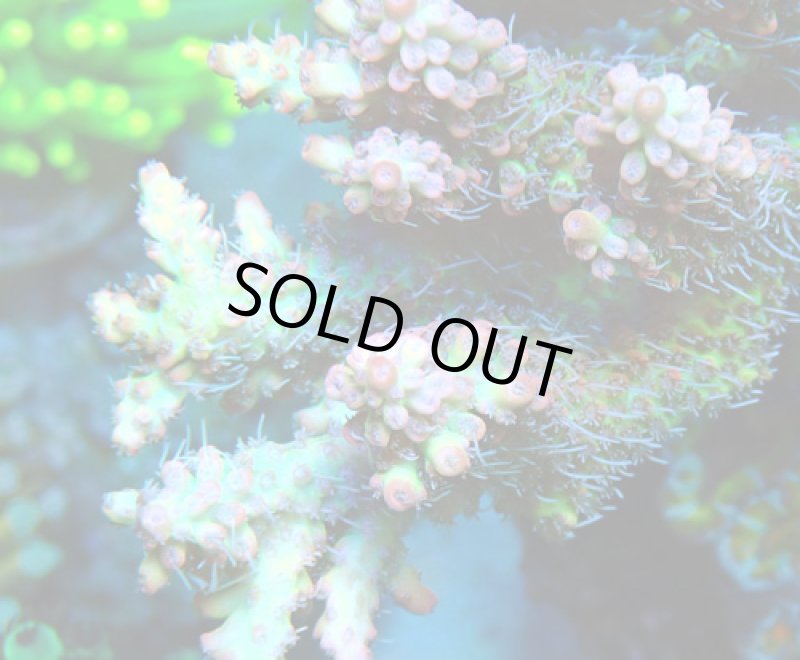 画像2: Acropora (2)