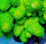 画像2: Fiji Acropora (2)
