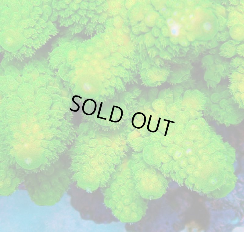 画像2: Fiji Acropora (2)