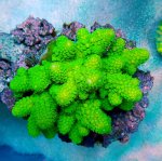 画像1: Fiji Acropora (1)