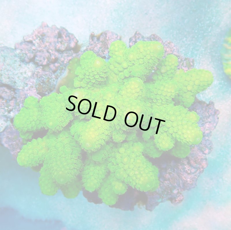 画像1: Fiji Acropora (1)